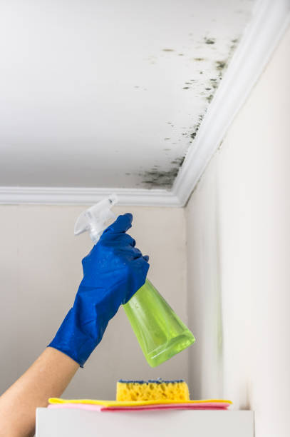 Mold Testing and Removal in Sandusky, OH